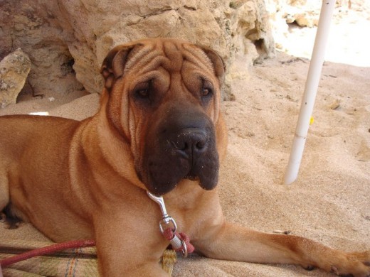 Este es mi ODIE, el pobre no se lo paso muy bien en la playa por su miedo al agua pero al final se pego sus carreras jajajja